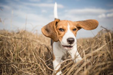 Doğada çalıştıran beagle köpek