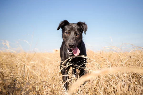 Cão preto olhando para a câmera — Fotografia de Stock