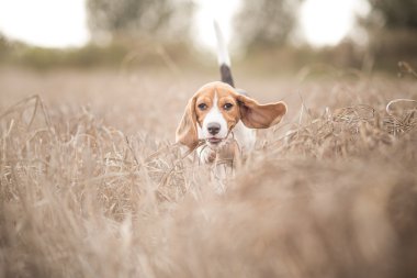 Doğada çalıştıran beagle köpek