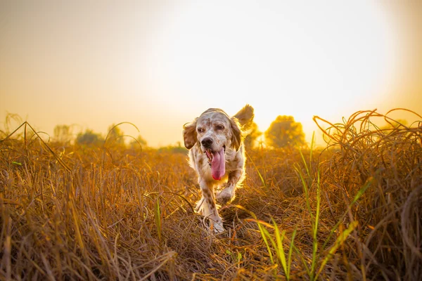 Setter exécutant dans le champ — Photo