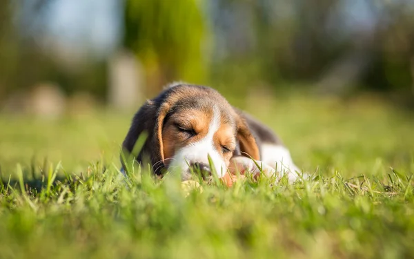 Cute Puppy falling asleep - Beagle dog — Stock Photo, Image