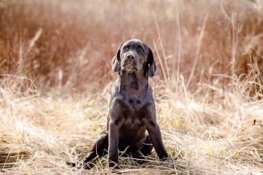Sarı çim Siyah labrador retriever köpek yavrusu