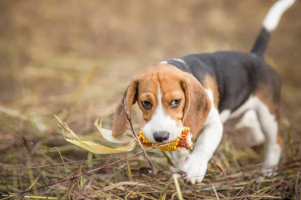 Cachorro Beagle con maíz - Aventuras de otoño de mascotas —  Fotos de Stock