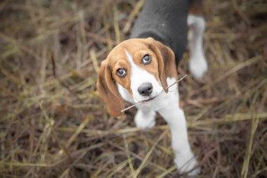 Kameraya bakarak şirin Beagle köpek yavrusu