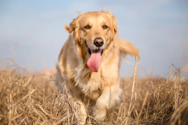 Golden retriever chien portrait extérieur — Photo