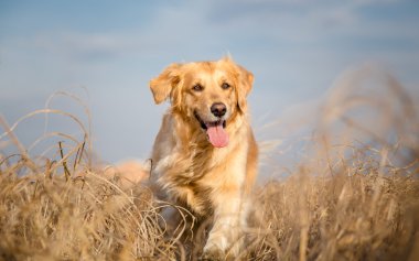 Golden retriever dog running outdoor clipart