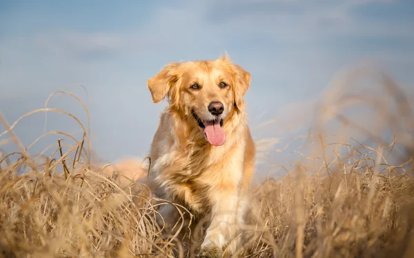 Golden cane retriever in esecuzione all'aperto — Foto Stock