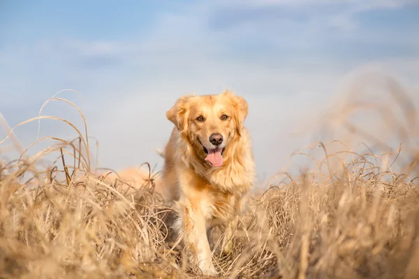 Golden retriever dog running outdoor — Stock Photo, Image