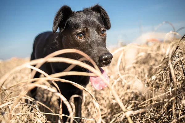 Pies czarny mieszaniec w trawie żółty — Zdjęcie stockowe