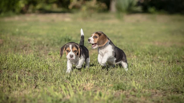 Two Beagle puppies play — Stock Photo, Image