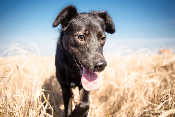 黒混合品種犬屋外の肖像画 — ストック写真