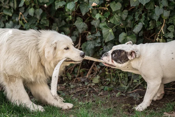 Перетягивание каната - две собаки — стоковое фото