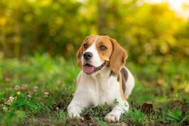 Beagle köpek bahçede dinlenme