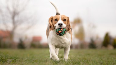 Teaching Your Dog to Play Fetch - Beagle clipart