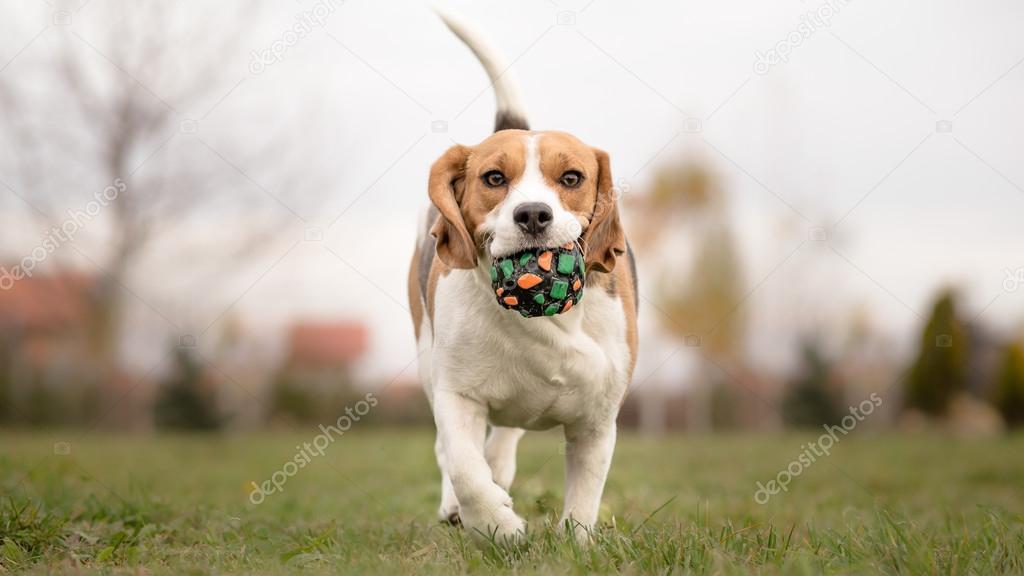 download fetch dog download fetch dog