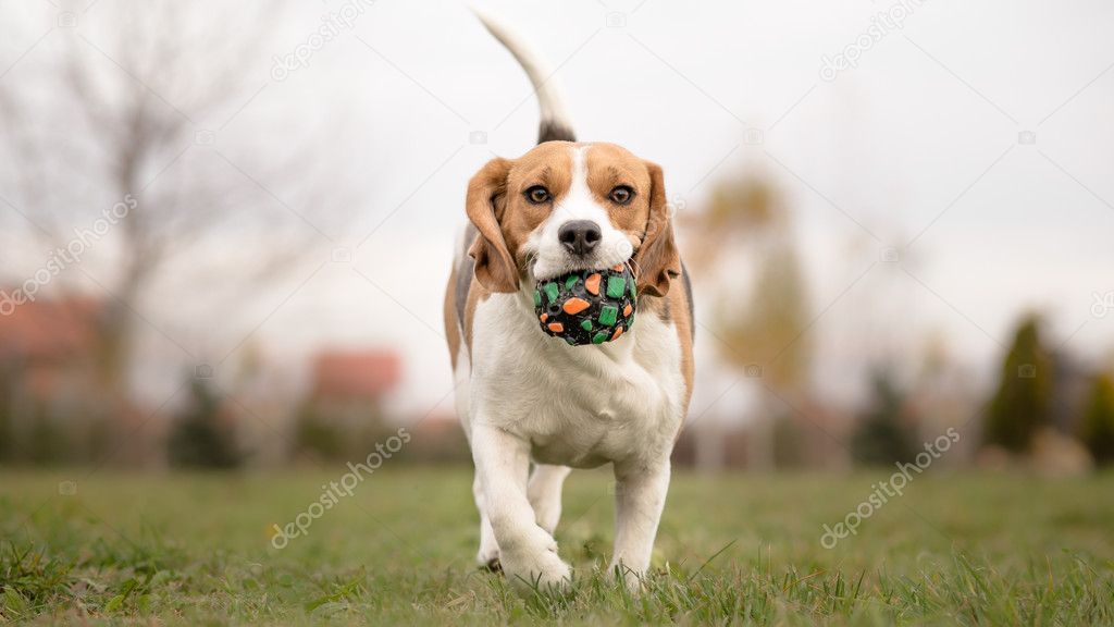 Teaching Your Dog to Play Fetch - Beagle
