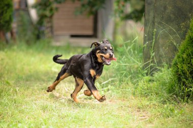 Çalışan genç Rottweiler köpek