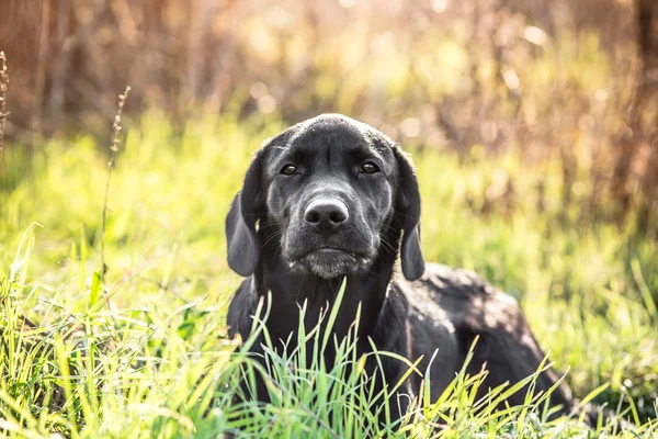 Zwarte labrador retriever pup in groene gras — Stockfoto