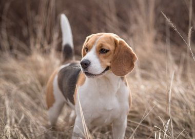 Beagle köpek doğada