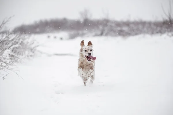 Happy Dog running through the snow — Stock Photo, Image