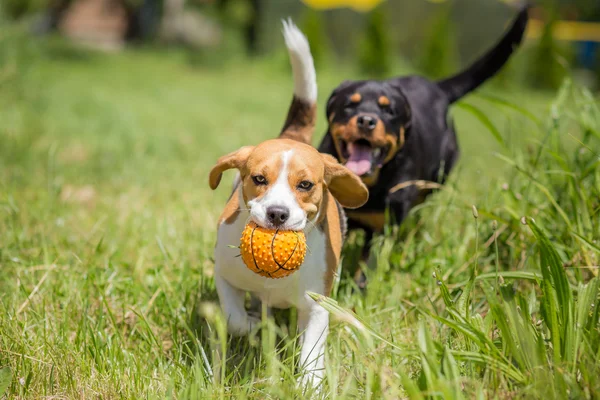 Dos perros persiguiendo una pelota — Foto de Stock