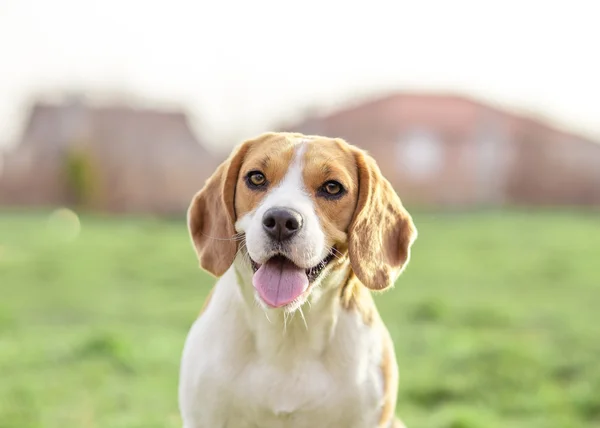Happy Beagle hund utomhus porträtt — Stockfoto