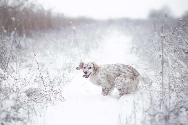 Happy dog in snow — Stock Photo, Image