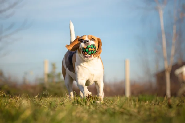 Beagle dog playing with ball — Stock Photo, Image