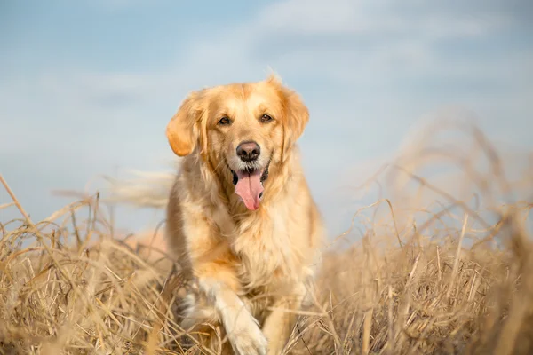 Golden retriever chien portrait extérieur — Photo