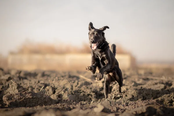 Playful mixed breed dog running outdoor — Stock Photo, Image