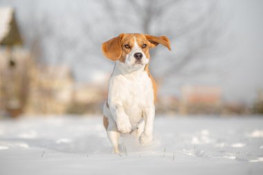 Beagle köpek karda koşma