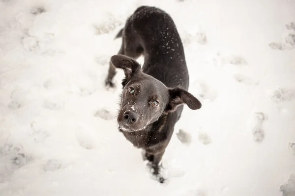 Hungry stray dog during winter — Stock Photo, Image