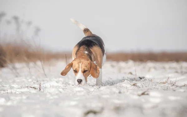 Beagle Dog Searching In Field — Stock Photo, Image