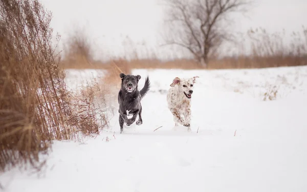 Two dogs running in snow — Stock Photo, Image