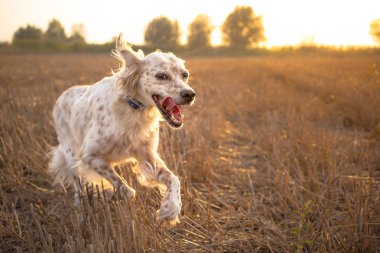 mutlu köpek bir çayır ile çalışan