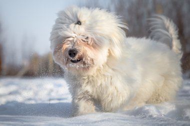 Coton de Tulear köpek karda