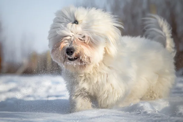 Cão Coton de Tulear na neve — Fotografia de Stock