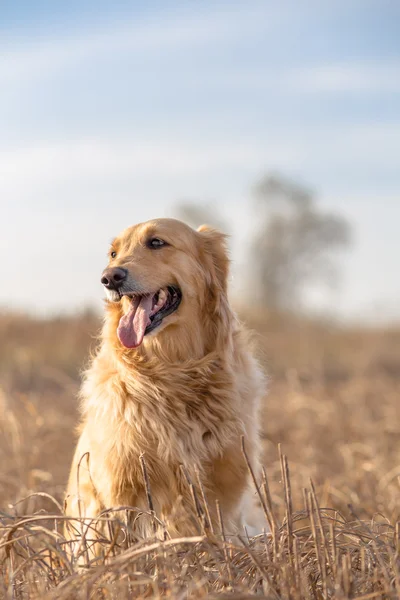 Outdoor portrait of golden retriever — Stock Photo, Image