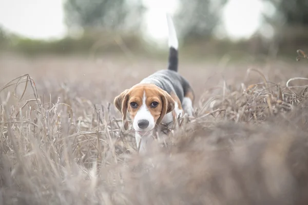 Beagle kiskutya kutya a réten — Stock Fotó