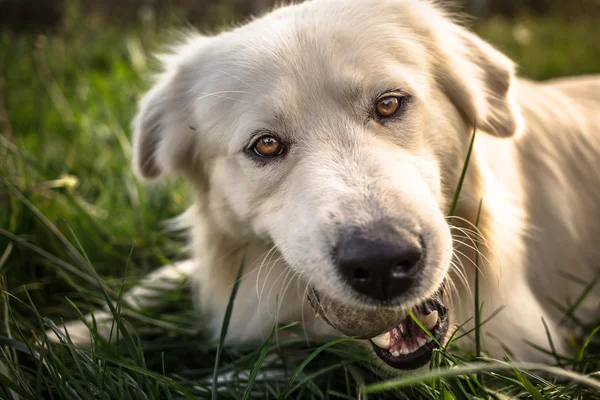 White dog playing with ball close up portrait — Stock Photo, Image