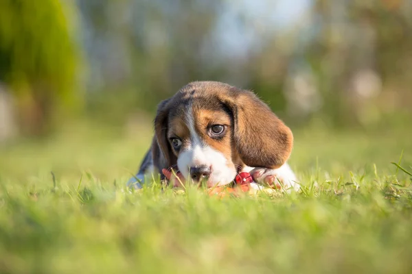 Beagle cachorro - retrato de primavera — Foto de Stock