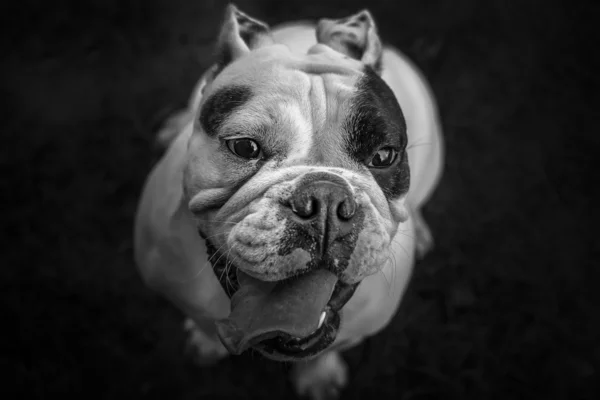 Jovem Inglês Bulldog preto e branco retrato — Fotografia de Stock