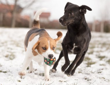 İki köpek ile top oynarken