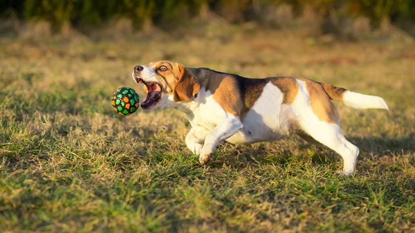 Perro atrapando una pelota - Beagle — Foto de Stock