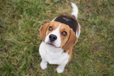 İçin ödül - Beagle köpek bekliyor