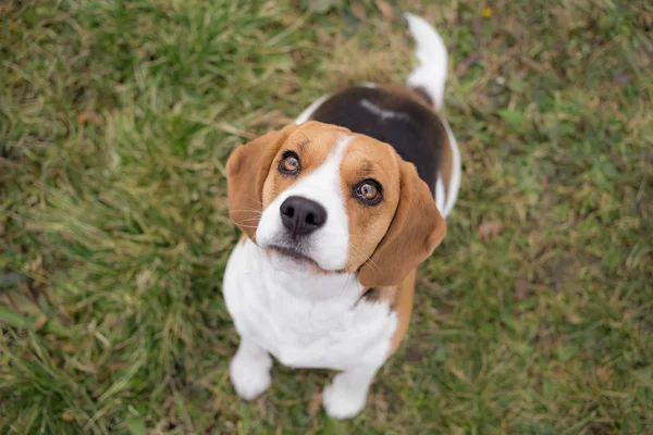 В ожидании награды - Beagle dog — стоковое фото