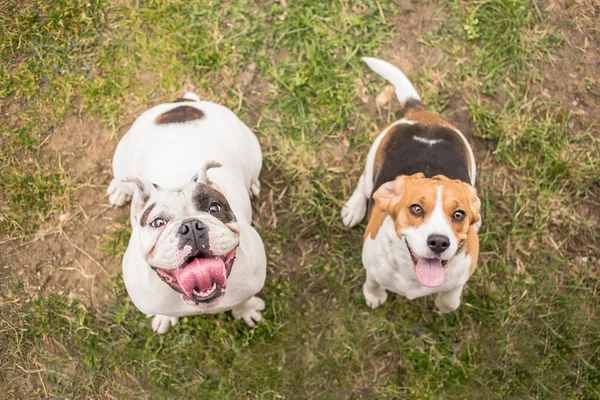 Buldog i Beagle pies czeka Nagroda — Zdjęcie stockowe