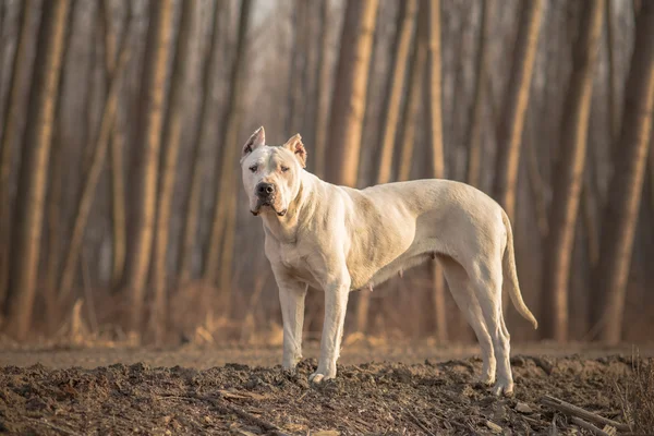 Dogo Argentino retrato da floresta — Fotografia de Stock