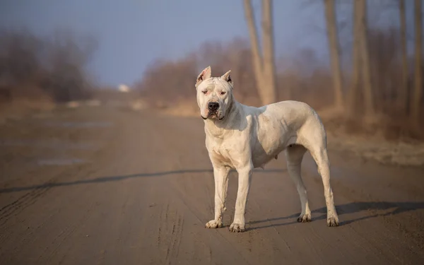 Dirty Dogo Argentino en la naturaleza — Foto de Stock