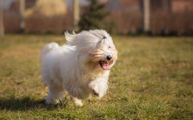 Coton de Tulear köpek içinde koşmak
